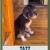Pete Buttigieg for President 2020 Customer Photo Dog Collar Product Image No3